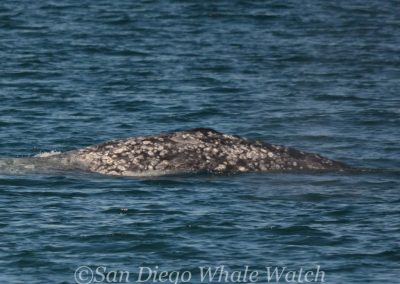 DSC 0689 1 | San Diego Whale Watch 27