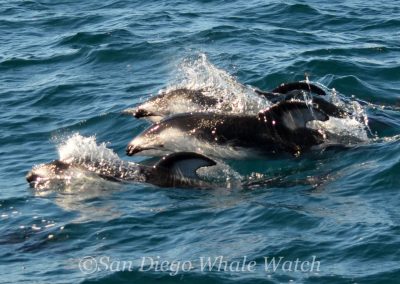 DSC 0823 1 | San Diego Whale Watch 3