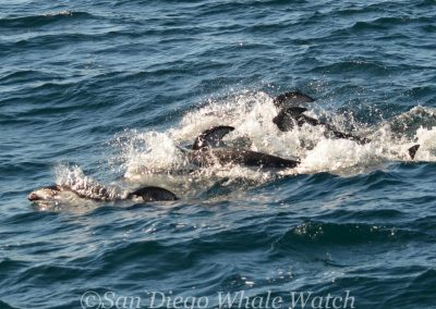 DSC 0825 1 | San Diego Whale Watch 5