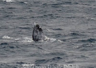 DSC 0892 1 | San Diego Whale Watch 1