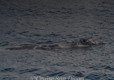 DSC 0898 1 | San Diego Whale Watch 15