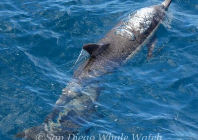 DSC 0901 1 | San Diego Whale Watch 1