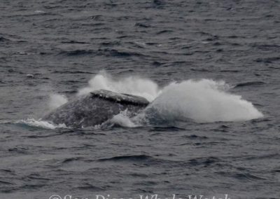 DSC 0903 1 1 | San Diego Whale Watch 3