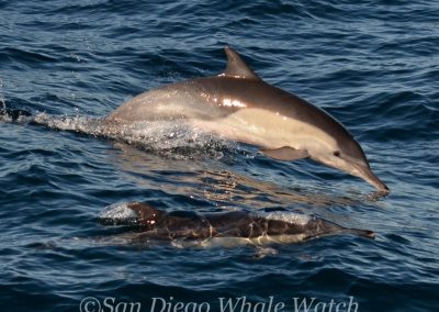 DSC 0905 1 | San Diego Whale Watch 9