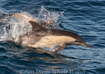 DSC 0906 1 | San Diego Whale Watch 11