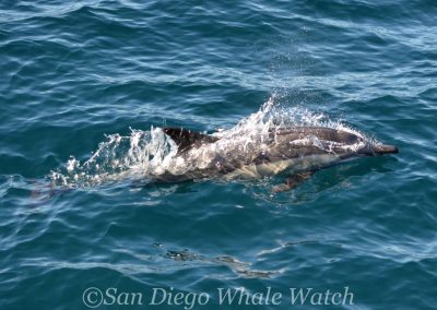 DSC 0915 1 | San Diego Whale Watch 15
