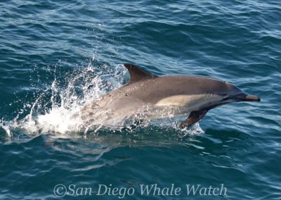 DSC 0918 1 | San Diego Whale Watch 17