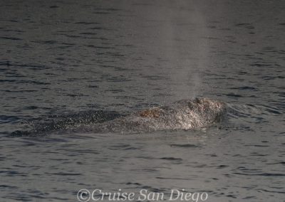 DSC 0921 1 1 | San Diego Whale Watch 17