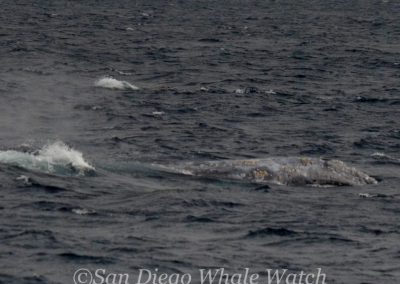 DSC 0923 1 | San Diego Whale Watch 5