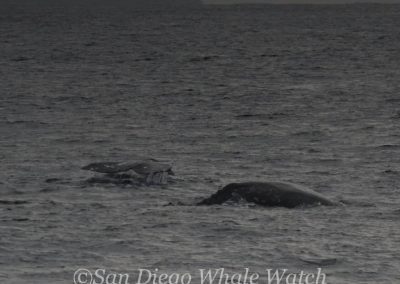 DSC 0924 1 | San Diego Whale Watch 13