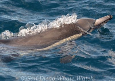 DSC 0925 1 | San Diego Whale Watch 7