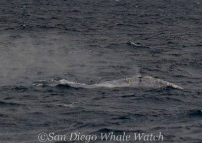 DSC 0931 1 | San Diego Whale Watch 7