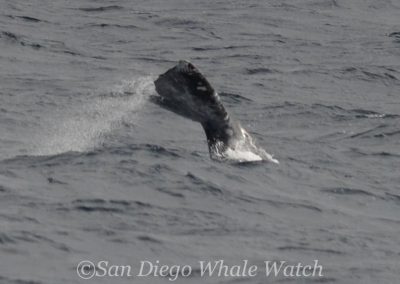 DSC 0942 1 | San Diego Whale Watch 9