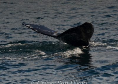 DSC 0946 1 | San Diego Whale Watch 19