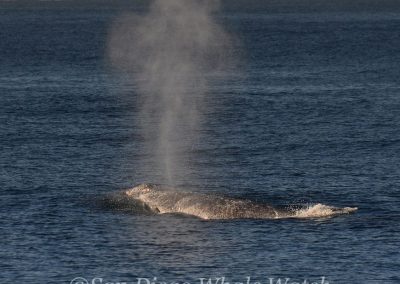 DSC 0956 1 | San Diego Whale Watch 37
