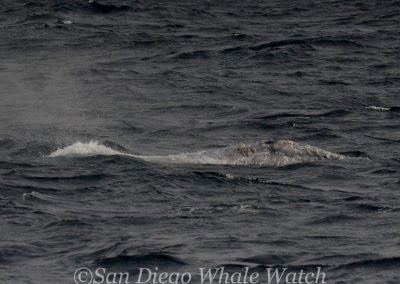 DSC 0968 1 | San Diego Whale Watch 11