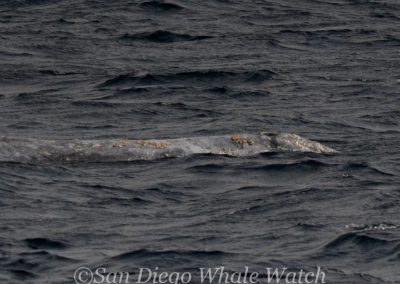 DSC 0970 1 1 | San Diego Whale Watch 13