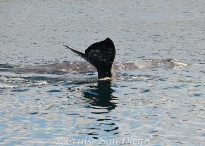 DSC 0986 1 | San Diego Whale Watch 23