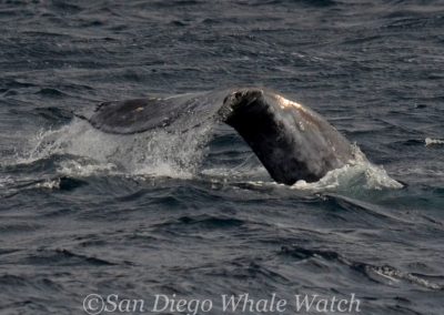 DSC 0992 1 | San Diego Whale Watch 15