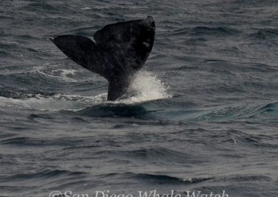DSC 0996 1 | San Diego Whale Watch 17