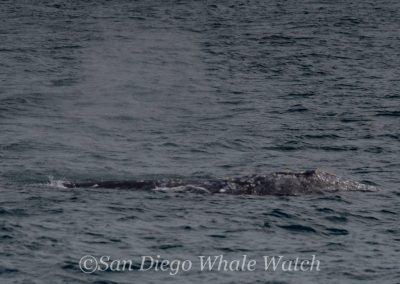 DSC 0033 1 | San Diego Whale Watch 1