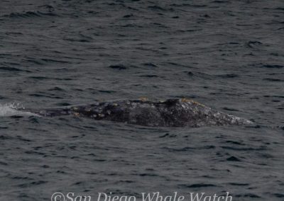 DSC 0043 1 | San Diego Whale Watch 5