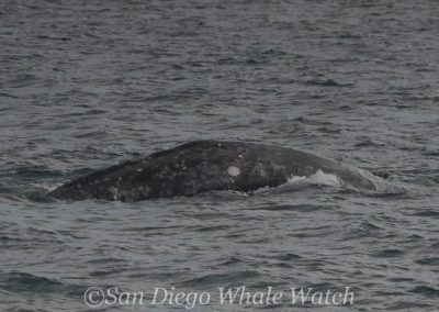 DSC 0059 1 | San Diego Whale Watch 7