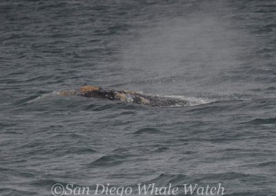 DSC 0069 1 | San Diego Whale Watch 1