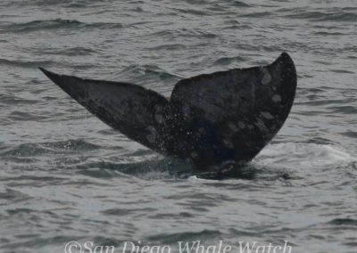 DSC 0073 1 | San Diego Whale Watch 11