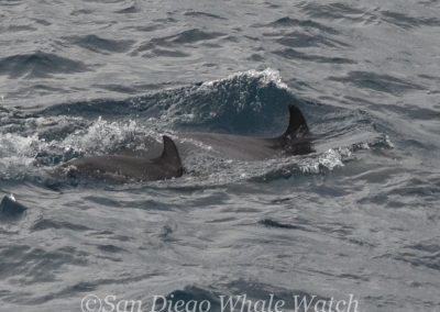 DSC 0084 1 | San Diego Whale Watch 13