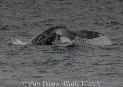 DSC 0092 1 1 | San Diego Whale Watch 3