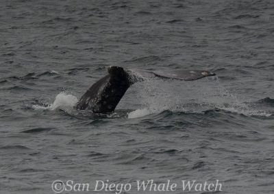 DSC 0093 1 | San Diego Whale Watch 5