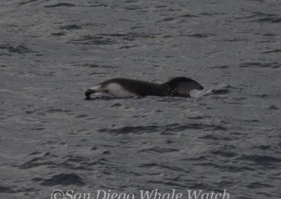 DSC 0104 1 | San Diego Whale Watch 17