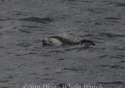 DSC 0107 1 | San Diego Whale Watch 19