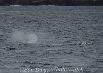 DSC 0112 1 | San Diego Whale Watch 7