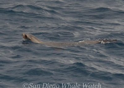 DSC 0132 1 | San Diego Whale Watch 21