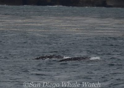 DSC 0144 1 1 | San Diego Whale Watch 9