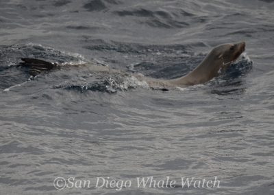 DSC 0152 1 | San Diego Whale Watch 25