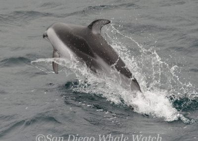 DSC 0194 1 | San Diego Whale Watch 11