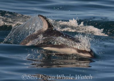 DSC 0196 1 | San Diego Whale Watch 1