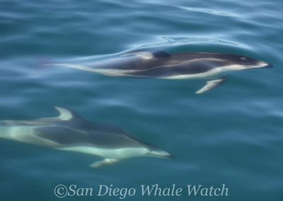 DSC 0207 1 | San Diego Whale Watch 3
