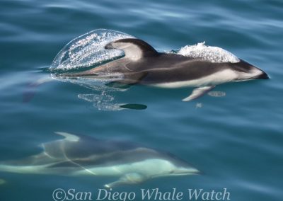 DSC 0208 1 | San Diego Whale Watch 5