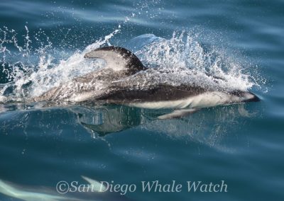 DSC 0209 1 | San Diego Whale Watch 7