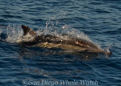 DSC 0232 1 | San Diego Whale Watch 9