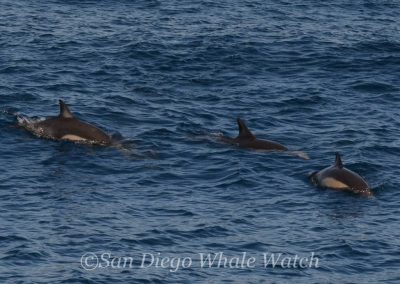 DSC 0249 1 | San Diego Whale Watch 11