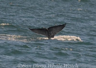 DSC 0268 1 | San Diego Whale Watch 15
