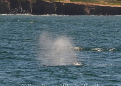 DSC 0286 1 | San Diego Whale Watch 17