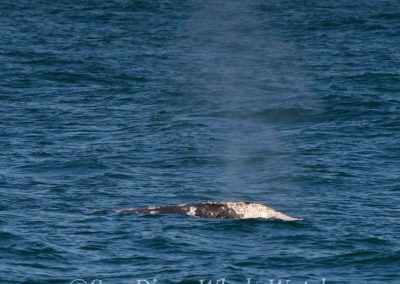 DSC 0302 1 | San Diego Whale Watch 19