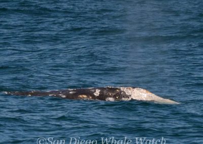 DSC 0303 1 | San Diego Whale Watch 21