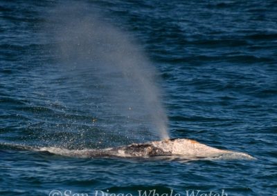 DSC 0310 1 | San Diego Whale Watch 23